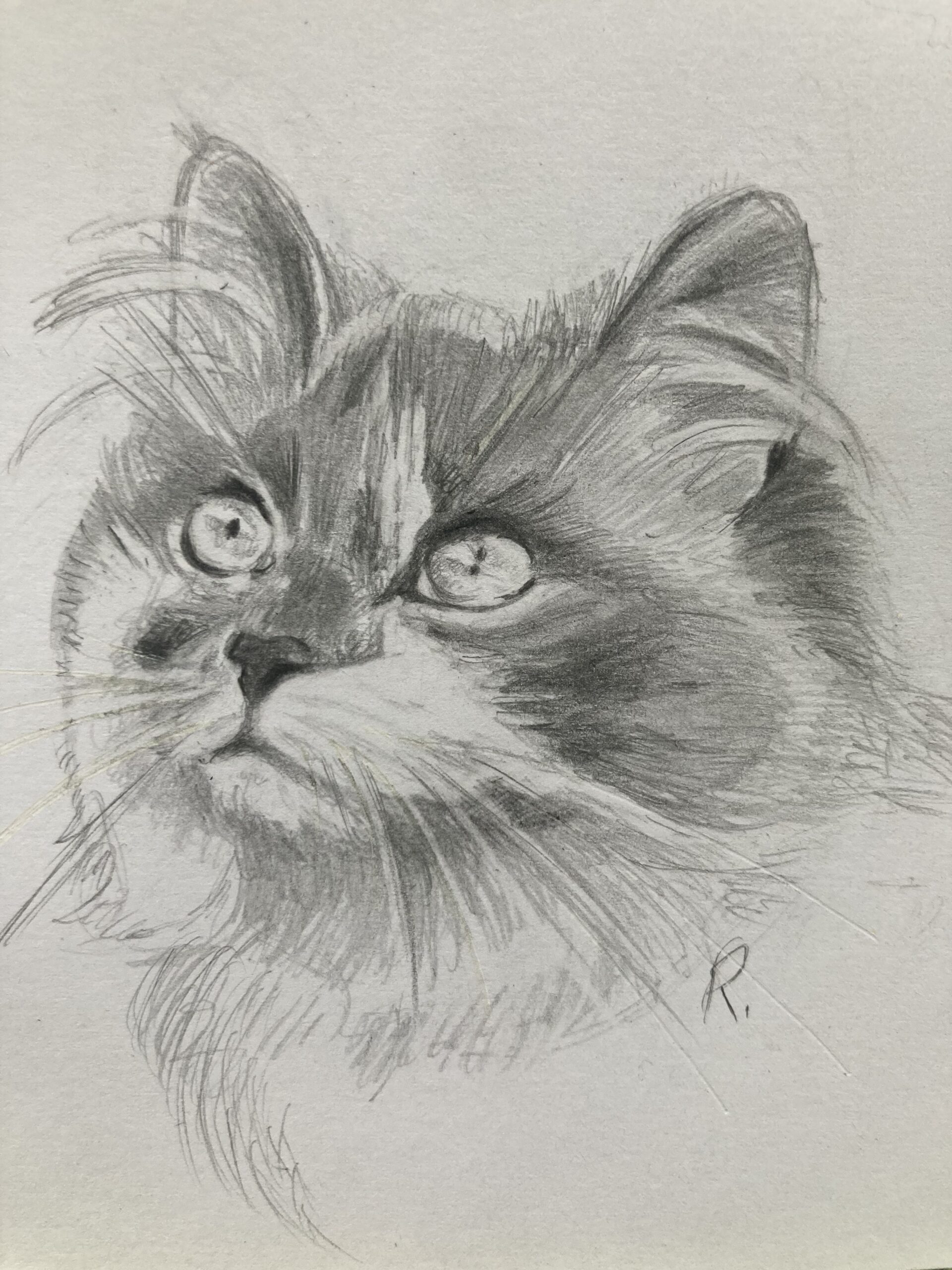 DESSIN ANIMALIER-cours continu-avec Pauline Renard- 6 séances de 2h – Image 3